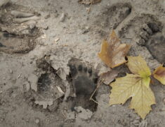 Large 16-inch humanoid Bigfoot footprints pressed into muddy ground in Ashland Ohio wetlands discovered March 2026