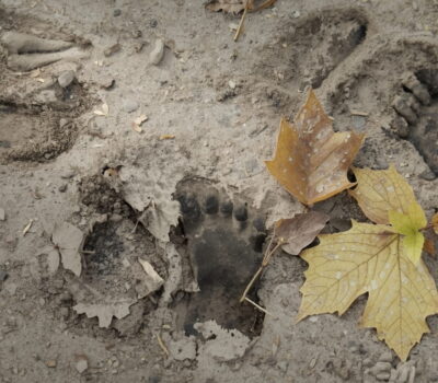 Large 16-inch humanoid Bigfoot footprints pressed into muddy ground in Ashland Ohio wetlands discovered March 2026